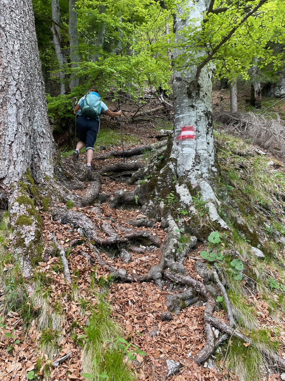 Furglauerschlucht von Buchwald aus, über den Neuenweg zurück